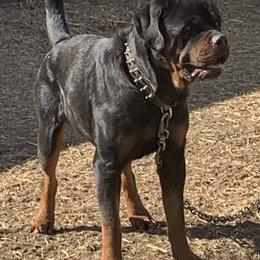 Creed - Rottweiler