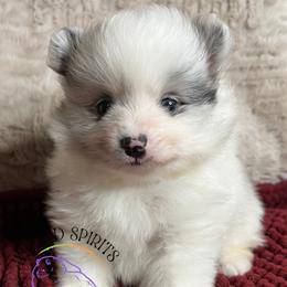 AKC DAKOTA - Blue merle male Pomeranian puppy in Watkins Glen, New York from Wicked Spirits Pomeranians