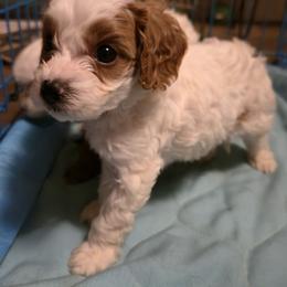 Crumble - Blenheim male Cavapoo puppy in Albuquerque, New Mexico from Enchantment Cavapoo & Pugapoo Puppies
