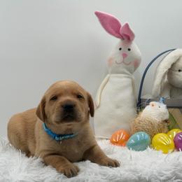 Light Blue - Yellow male Labrador Retriever puppy in Heath Springs, South Carolina from Rich Hill Retrievers