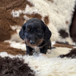 Girl 2 - Black and tan female Dachshund puppy in Amesbury, Massachusetts from Fox Hill Farm & K9
