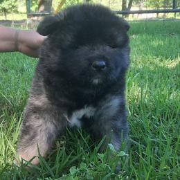 Dahlia - Brown, black overlay female Akita puppy in Granbury, Texas from Folklore Akitas