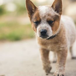 Australian Cattle Dog Puppies from Christensen Heelers