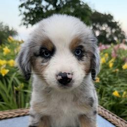 T-Bone - Blue merle male Australian Shepherd puppy in Raymond, Minnesota from Hawk Creek Farms