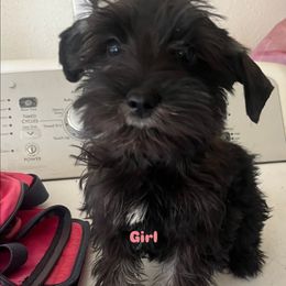Katy - Black and silver female Miniature Schnauzer puppy in Bloomington, California from Michael's Minis