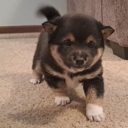 Kenobi - Black and tan Shiba Inu puppy in Iowa from Jordan's Shiba Inu