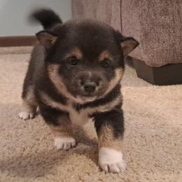 Kenobi - Black and tan Shiba Inu puppy in Iowa from Jordan's Shiba Inu