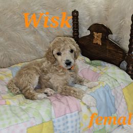 Wisk - Apricot female Poodle puppy in Poplar Bluff, Missouri from Jazzy's Standards poodles