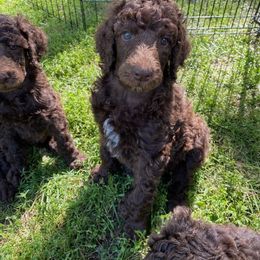 Poodle Puppies from Heart and Soul Standard Poodles