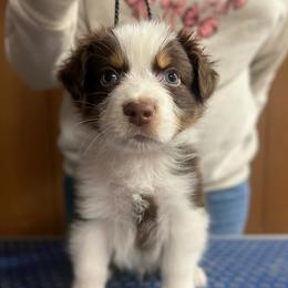 Larkspur - Red tri-color male Australian Shepherd puppy in Falmouth, Kentucky from Queen City Farm