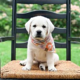 Girl 6 - Yellow female Labrador Retriever puppy in Mt. Vernon, Texas from Bohlken Labradors