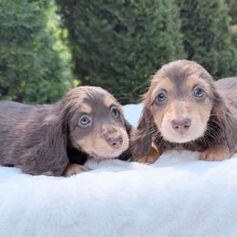 Nikki - Chocolate and tan female Dachshund puppy in Richmond, Virginia from Irresistible Dachshunds & Cavaliers