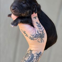 Black and Cream Boy - Black and cream male Dachshund puppy in Woodland, Washington from SJs Dachshunds