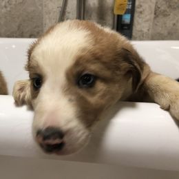 Border Collie Puppies from Burke BC’s