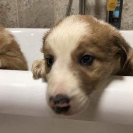 Border Collie Puppies from Burke BC’s