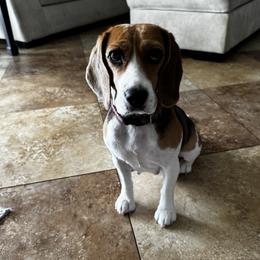 Ava - Beagle