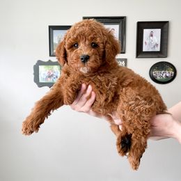 Cavapoo Puppies from Wonderful World Doodles