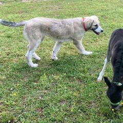 Karakachan All Grown Up from Bloomin' Acres