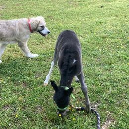 Karakachan All Grown Up from Bloomin' Acres