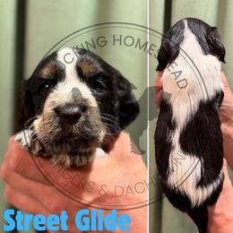 Street Glide - Black white and tan male English Springer Spaniel puppy in Fond Du Lac, Wisconsin from Clucking Homestead Springers & Dachshunds