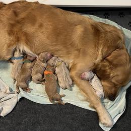 Goldendoodle puppies from Freshly Minted Goldendoodles
