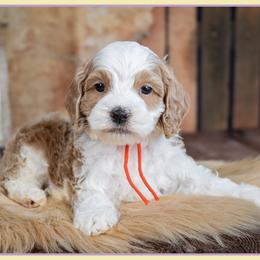 Eric - Red and white male Cockapoo puppy in Connersville, Indiana from Deaz Doodle Ranch