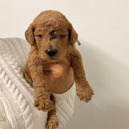 Maya - Red  female Goldendoodle puppy in Naples, Florida from Goldendoodles Of Naples,INC