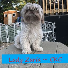 Shih Tzu Puppies from Lil' Darlin' Shih Tzus of the Virginia Blue Ridge