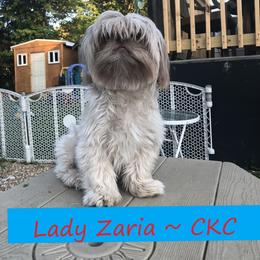 Shih Tzu Puppies from Lil' Darlin' Shih Tzus of the Virginia Blue Ridge