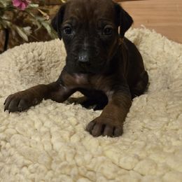 Boy 4 - male Rhodesian Ridgeback puppy in Gaffney, South Carolina from Circle D Farms