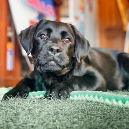 Labrador Retriever Puppies from Outside Labrador Retrievers