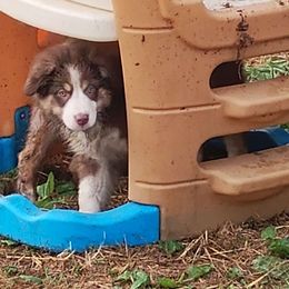 Reba - Australian Shepherd puppy from Crazy Critters Aussies