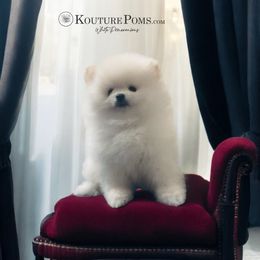 Pomeranian Puppies from Kouture Pomeranians