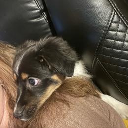 Lovey (price reduced) - Black tri female Toy Australian Shepherd puppy in Westville, Florida from Royal Spur Aussies