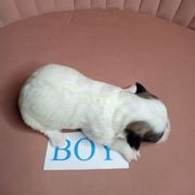 Boy 2 - Black gold and white male Shorkie puppy in Boca Raton, Florida from Tina-Marie's Pups