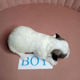 Boy 2 - Black gold and white male Shorkie puppy in Boca Raton, Florida from Tina-Marie's Pups
