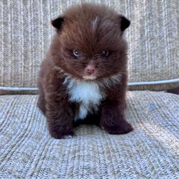 Ritz - Chocolate male Pomeranian puppy in Canandaigua, New York from Fingerlakes Pomeranians