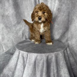 Orange collar girl - Red  female Goldendoodle puppy in Piedmont, South Carolina from The Farm at Saluda Ridge