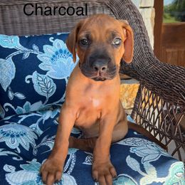 Charcoal - Rd whtn blk nose male Rhodesian Ridgeback puppy in Arcadia, Oklahoma from Ahyoka Rhodesian Ridgebacks