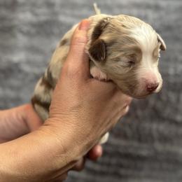 Maple - Red merle female Australian Shepherd puppy in Columbia Falls, Montana from Firefly Horse Co Wellness Retreat Center