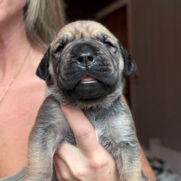 Sol (Rainbow Collar) - Reddish brown female Boerboel puppy in Manitowoc, Wisconsin from Mae Boerboel