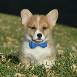 Red Male 2 - Red male Pembroke Welsh Corgi puppy in Kansas City, Missouri from Willow Creek Corgis