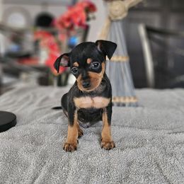 Black and Tan Boy 1 - Black and rust Miniature Pinscher puppy in Blossvale, New York from CNY Miniature Pinschers