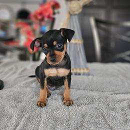 Black and Tan Boy 1 - Black and rust Miniature Pinscher puppy in Blossvale, New York from CNY Miniature Pinschers