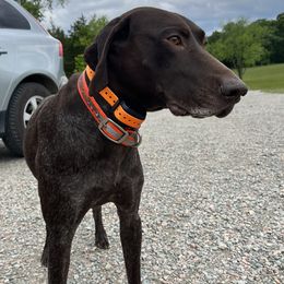 Bow - German Shorthaired Pointer