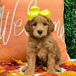 Leia's Yellow Girl - Cream female Goldendoodle puppy in Kountze, Texas from Texas Doodles LLC
