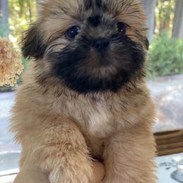 Shih Tzu Puppies from Once in a Lifetime Shih Tzu