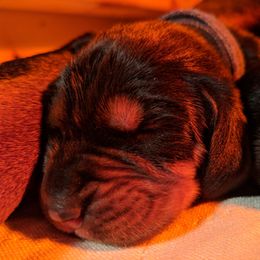 Black and Tan Coonhound and Bracco Italiano Puppies from Old Soul Black & Tan Coonhounds