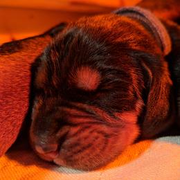 Black and Tan Coonhound and Bracco Italiano Puppies from Old Soul Black & Tan Coonhounds