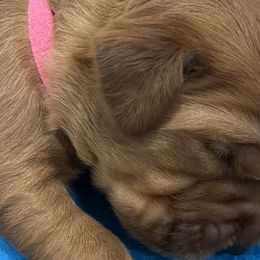 Girl 1 - Golden Retriever puppy in Kentucky from Schueller's Golden Retrievers